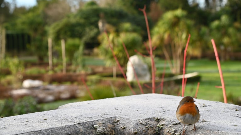 Robin in the formal winter gardens, Mount Stewart